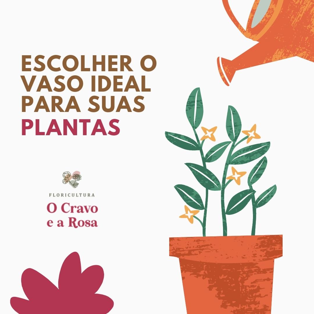 Escolher o vaso ideal para suas plantas